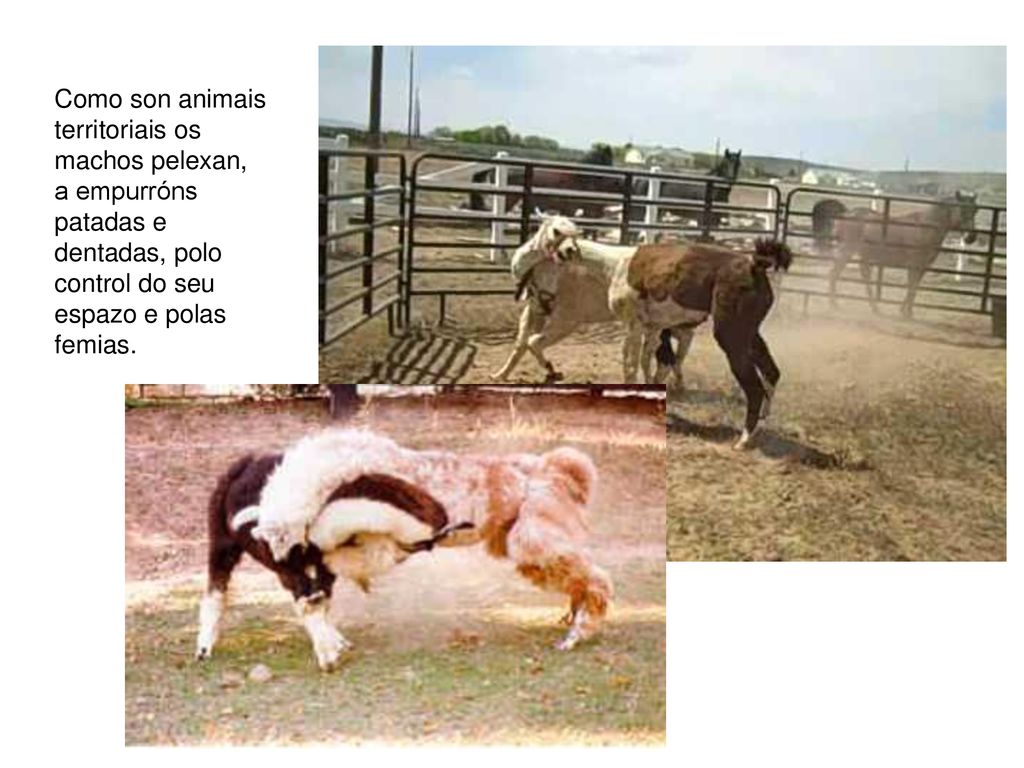 Como son animais territoriais os machos pelexan, a empurróns patadas e dentadas, polo control do seu espazo e polas femias.