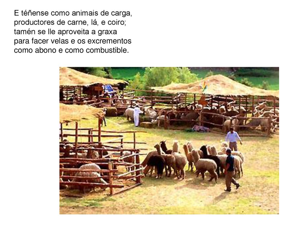 E téñense como animais de carga, productores de carne, lá, e coiro; tamén se lle aproveita a graxa para facer velas e os excrementos como abono e como combustible.