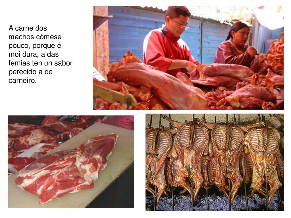 A carne dos machos cómese pouco, porque é moi dura, a das femias ten un sabor perecido a de carneiro.
