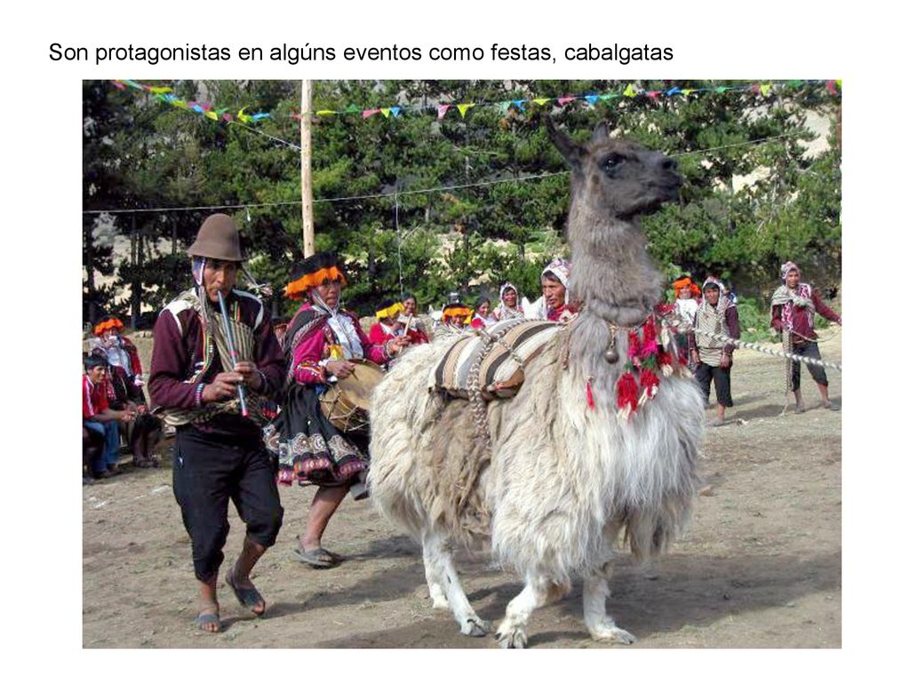 Son protagonistas en algúns eventos como festas, cabalgatas