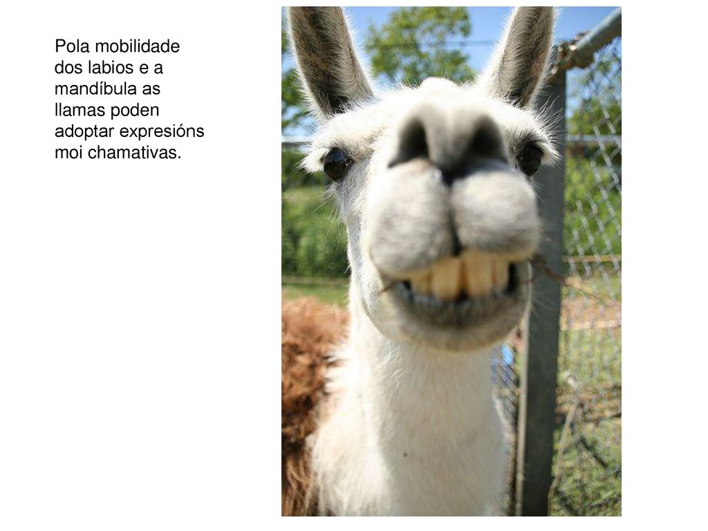 Pola mobilidade dos labios e a mandíbula as llamas poden adoptar expresións moi chamativas.