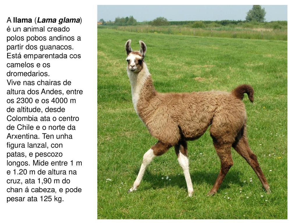 A llama (Lama glama) é un animal creado polos pobos andinos a partir dos guanacos. Está emparentada cos camelos e os dromedarios.