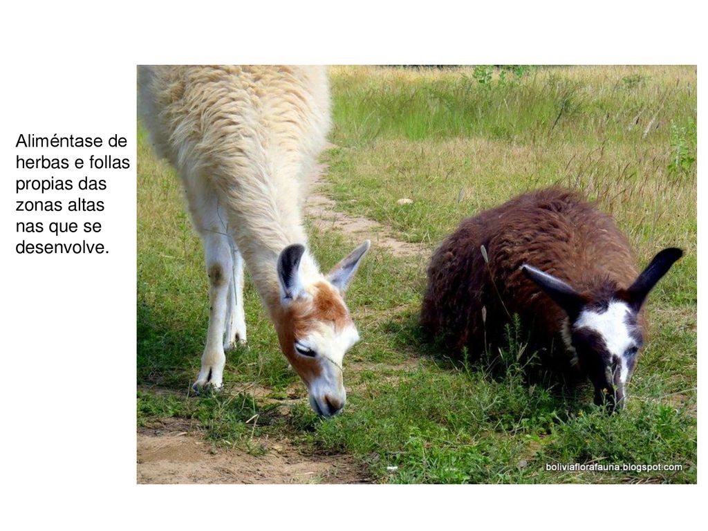 Aliméntase de herbas e follas propias das zonas altas nas que se desenvolve.
