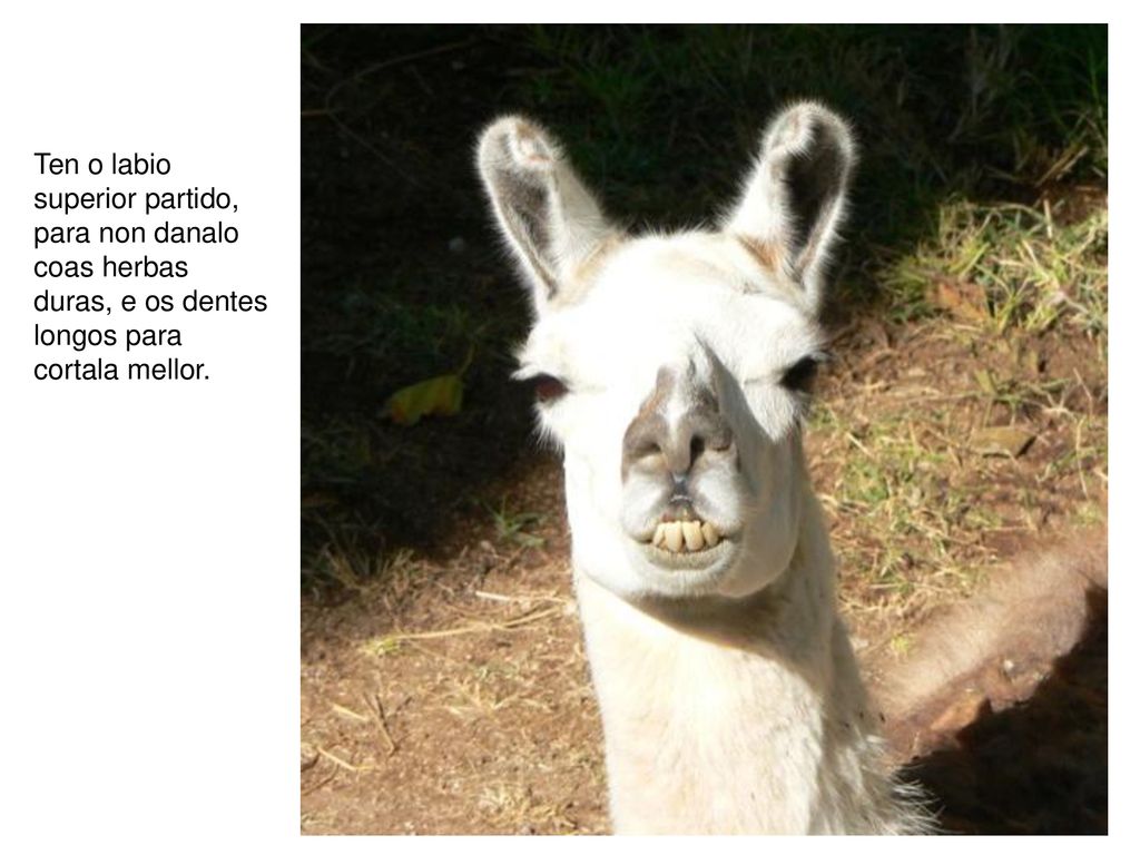 Ten o labio superior partido, para non danalo coas herbas duras, e os dentes longos para cortala mellor.