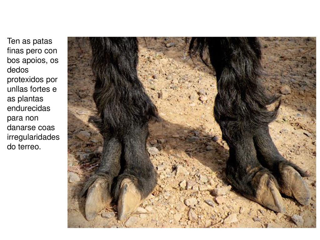 Ten as patas finas pero con bos apoios, os dedos protexidos por unllas fortes e as plantas endurecidas para non danarse coas irregularidades do terreo.