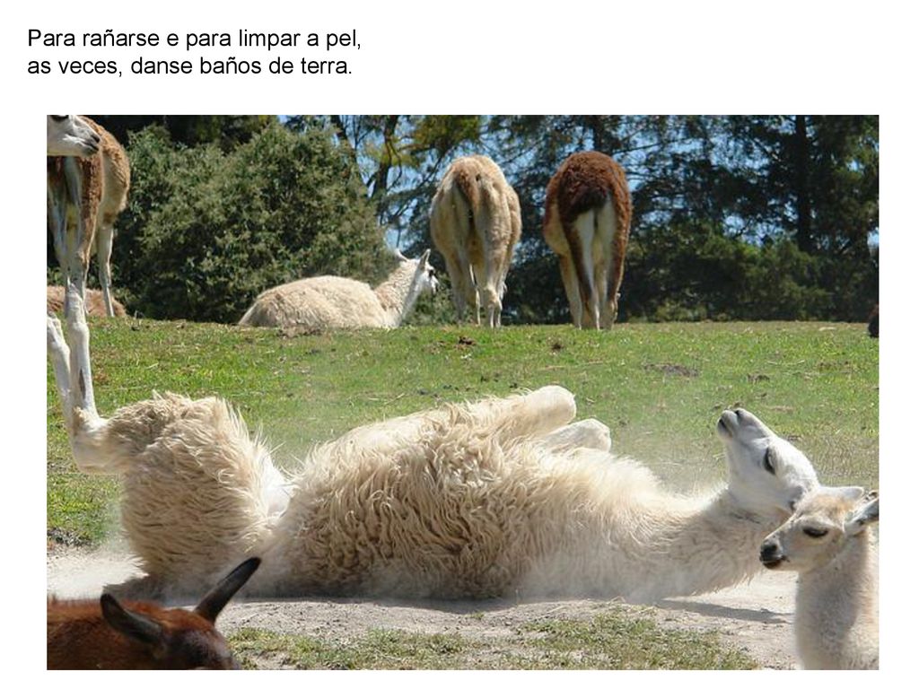 Para rañarse e para limpar a pel, as veces, danse baños de terra.