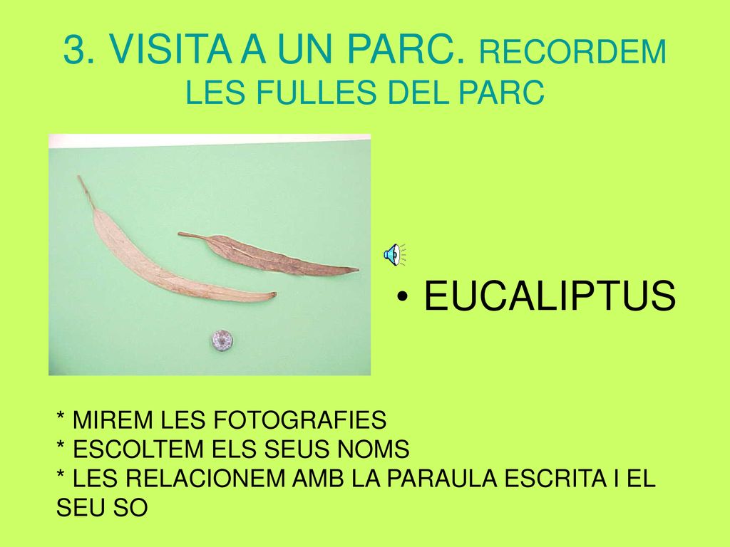 3. VISITA A UN PARC. RECORDEM LES FULLES DEL PARC