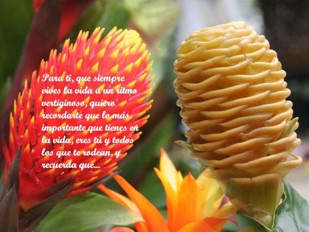 Para ti, que siempre vives la vida a un ritmo vertiginoso, quiero recordarte que lo más importante que tienes en la vida, eres tú y todos los que te rodean, y recuerda que...