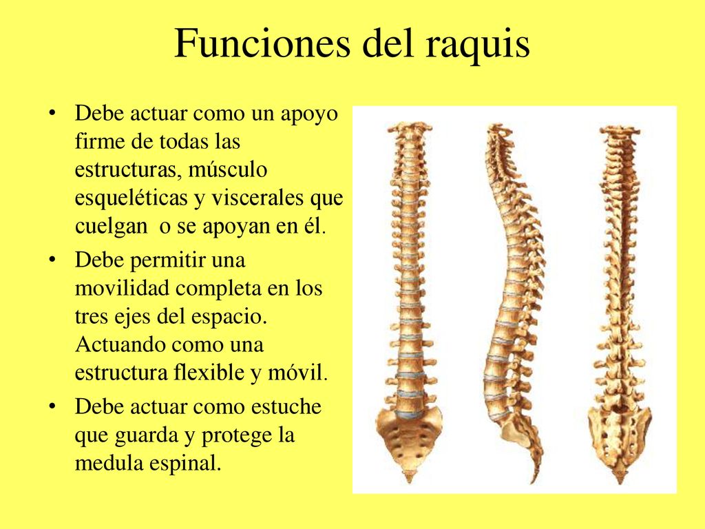 Funciones del raquis Debe actuar como un apoyo firme de todas las estructuras, músculo esqueléticas y viscerales que cuelgan o se apoyan en él.