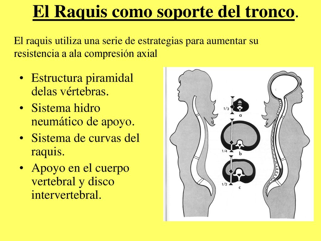 Anatomía y biomecánica de la columna lumbar - ppt descargar