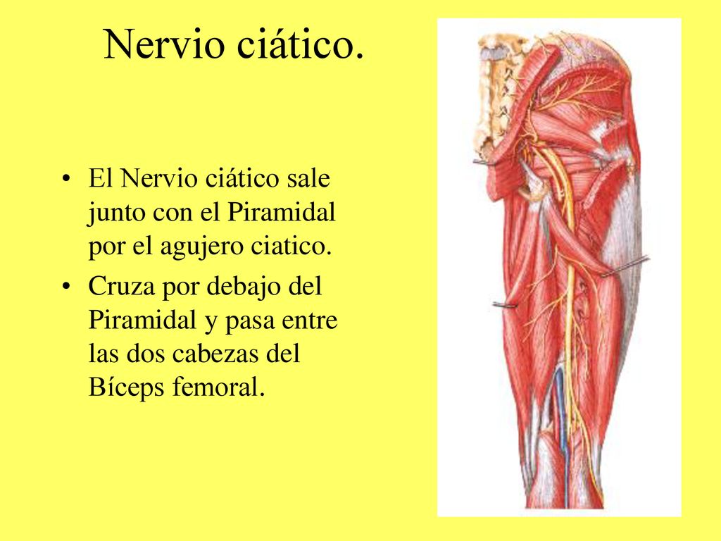 Nervio ciático. El Nervio ciático sale junto con el Piramidal por el agujero ciatico.