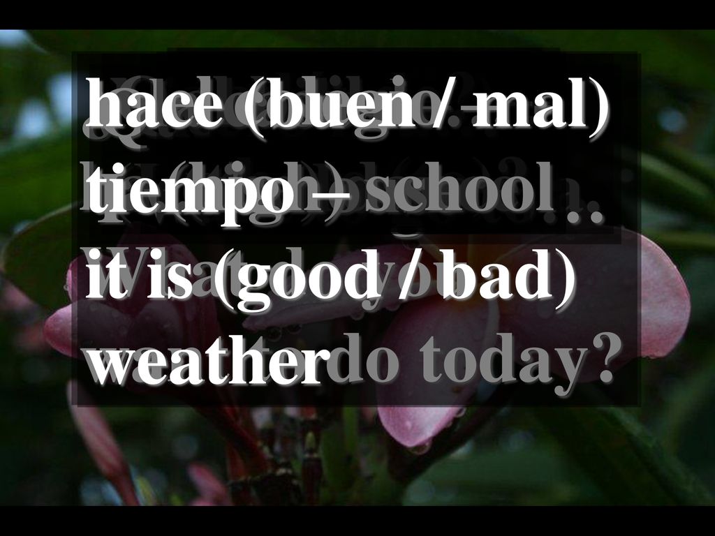 ¿Qué quieres hacer hoy – What do you. want to do today el colegio – (high) school. querer (ie) –