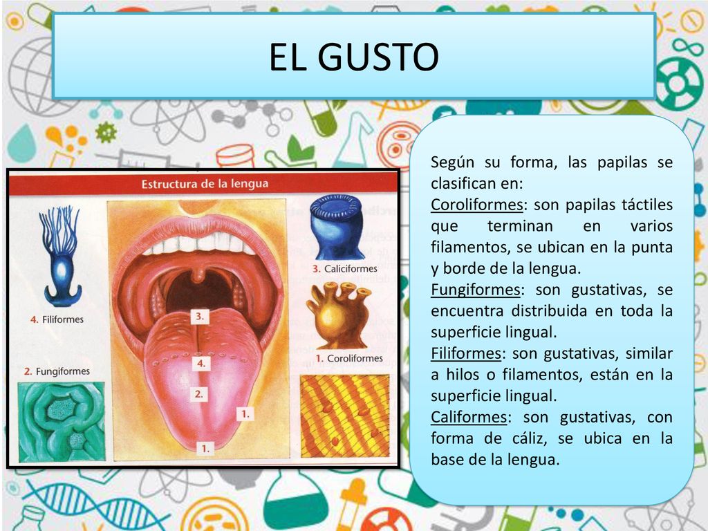 EL GUSTO Según su forma, las papilas se clasifican en: