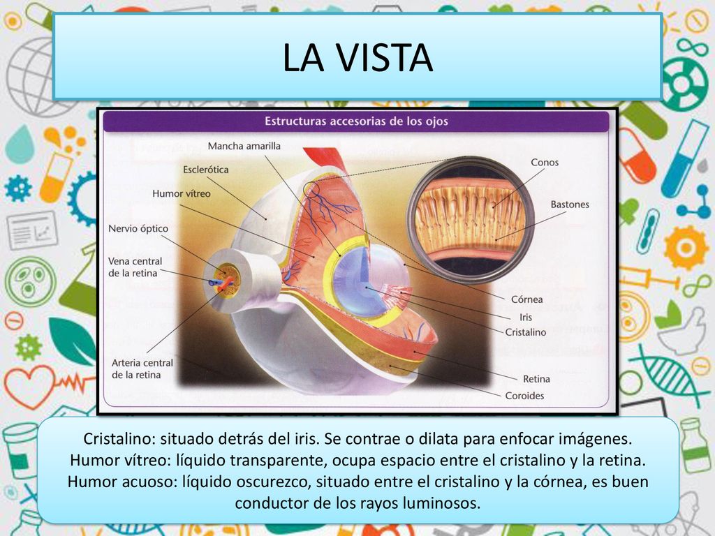 LA VISTA Cristalino: situado detrás del iris. Se contrae o dilata para enfocar imágenes.