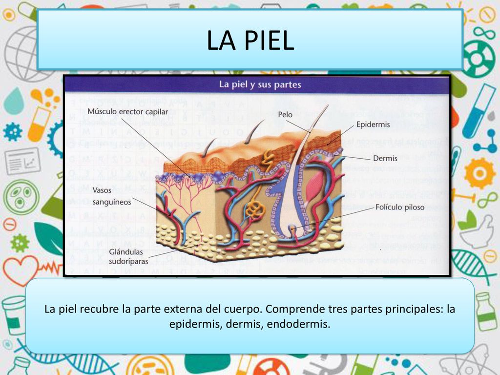 LA PIEL La piel recubre la parte externa del cuerpo.