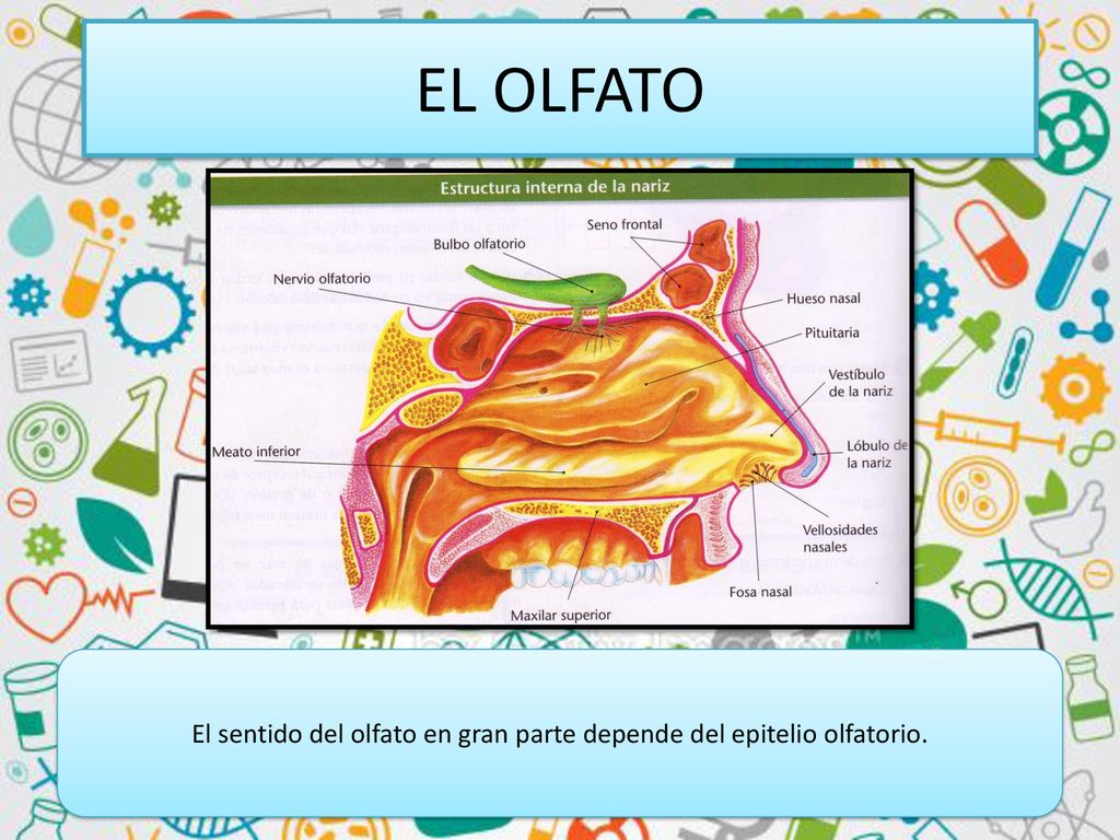 El sentido del olfato en gran parte depende del epitelio olfatorio.