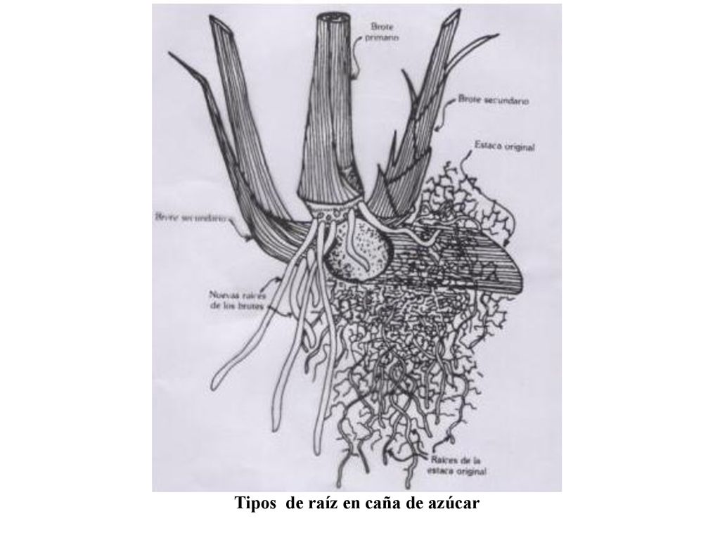 Tipos de raíz en caña de azúcar