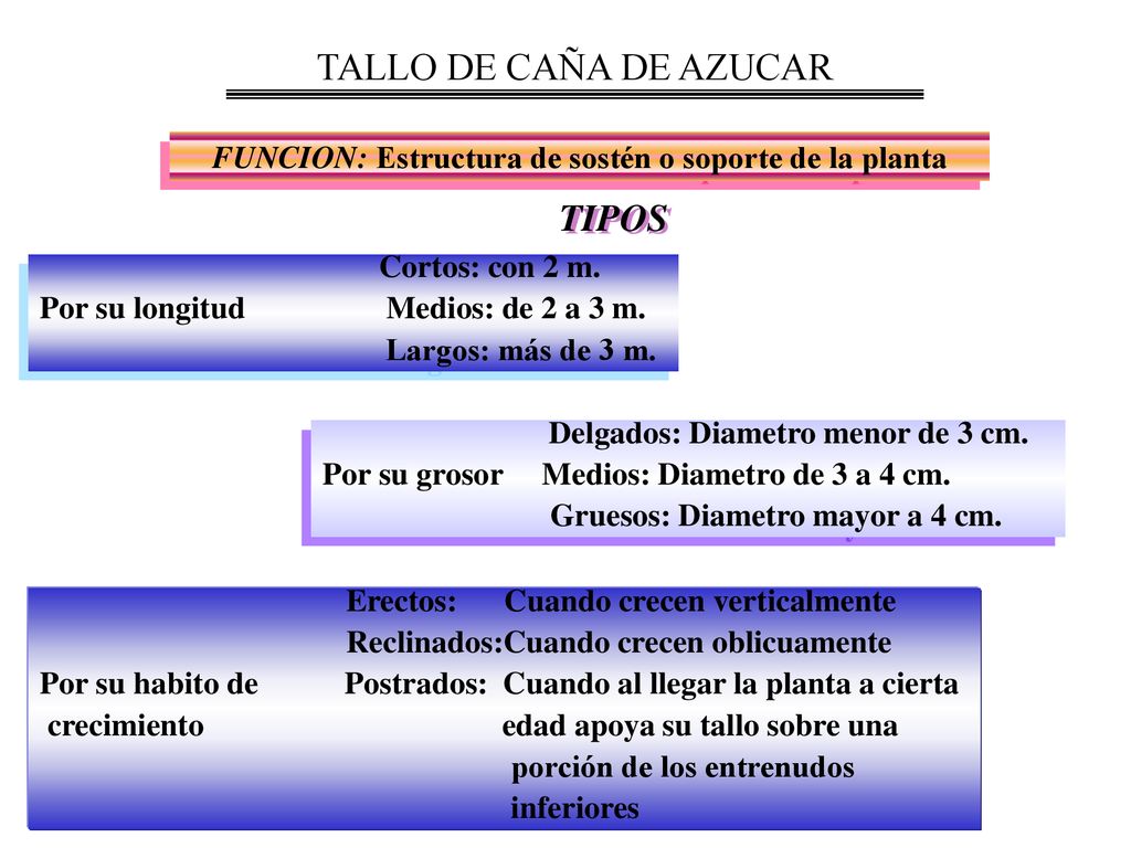 FUNCION: Estructura de sostén o soporte de la planta