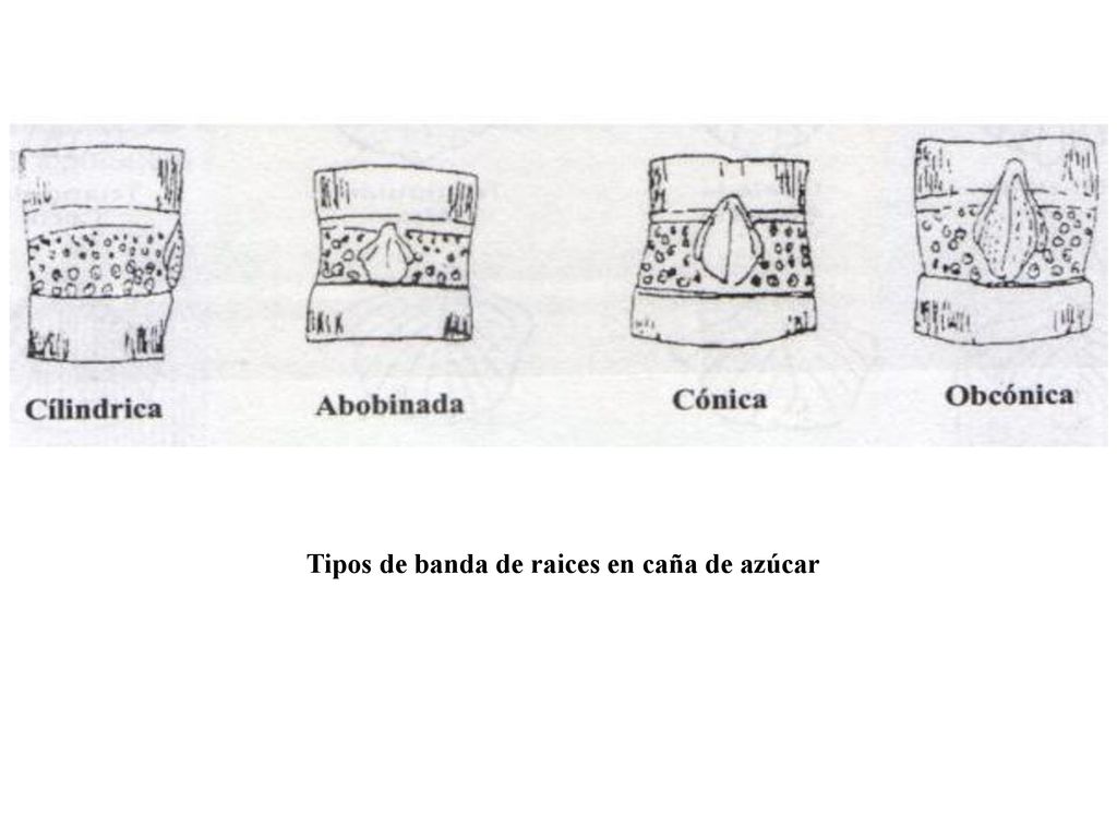 Tipos de banda de raices en caña de azúcar