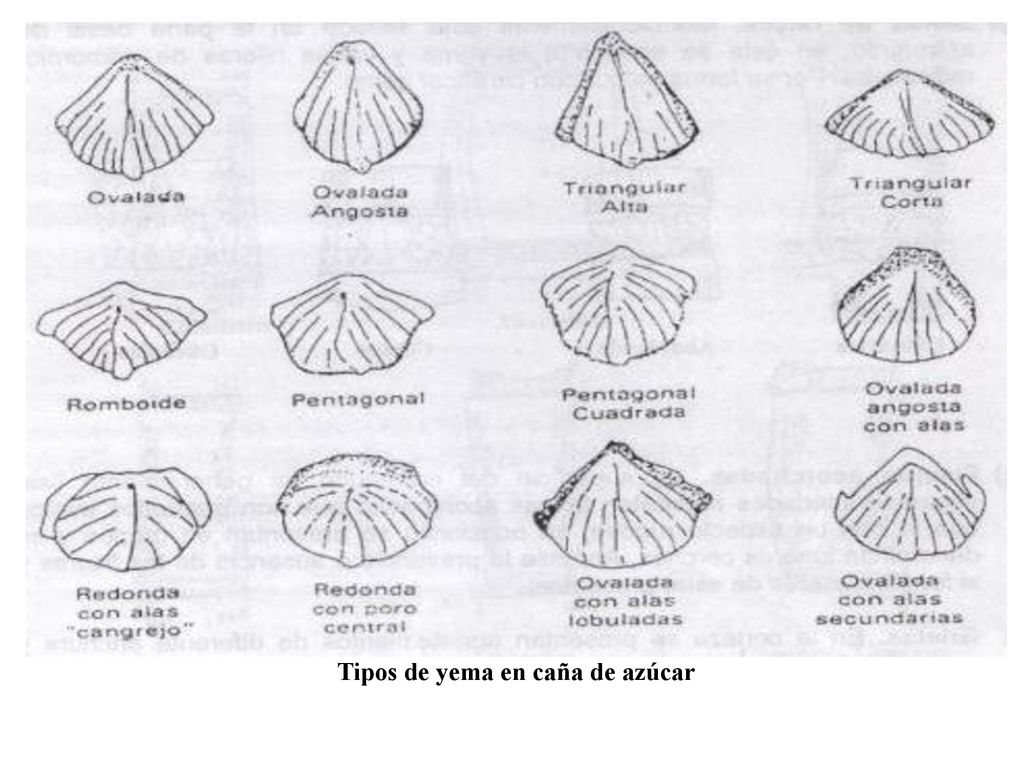 Tipos de yema en caña de azúcar