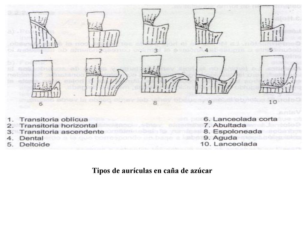 Tipos de aurículas en caña de azúcar