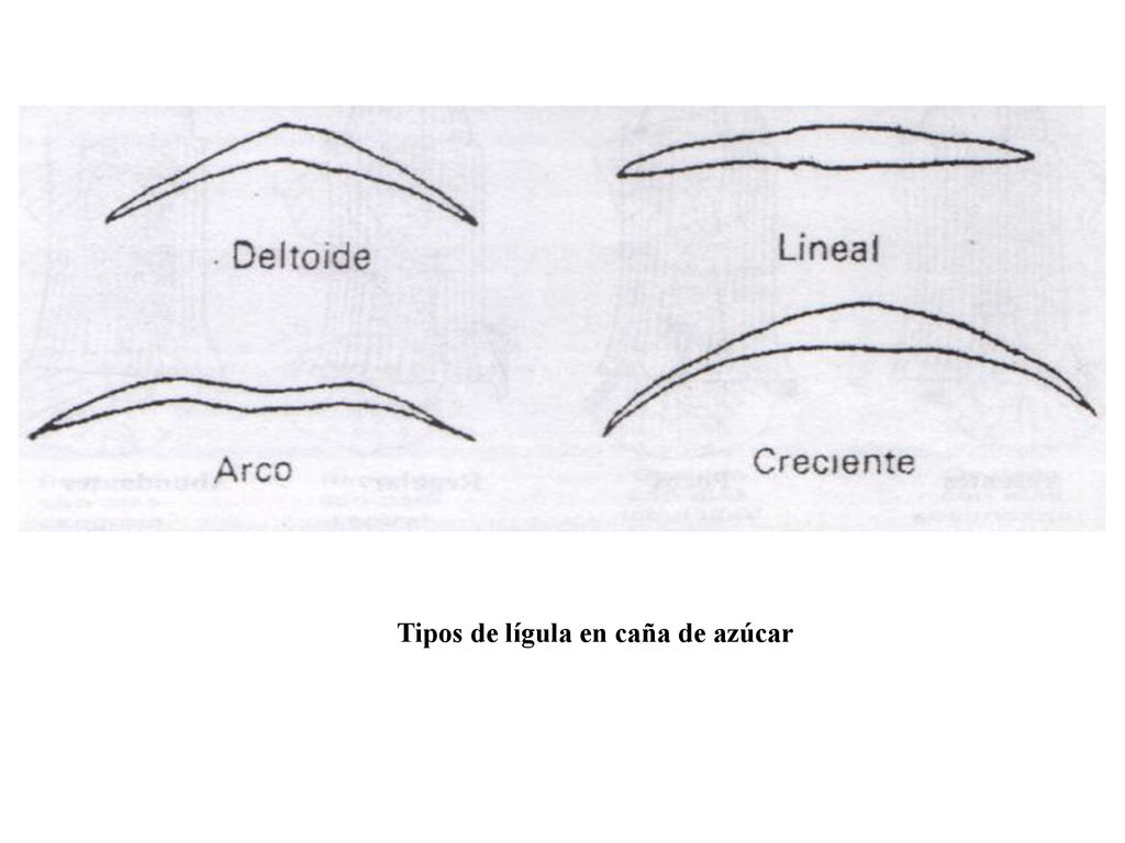 Tipos de lígula en caña de azúcar