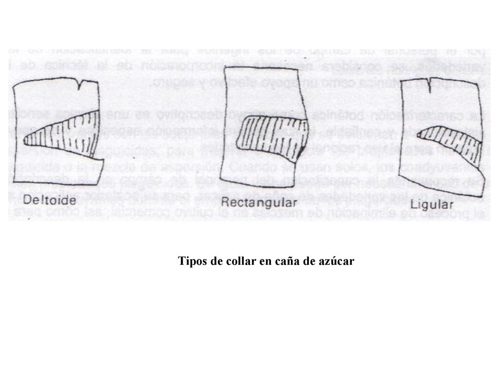 Tipos de collar en caña de azúcar