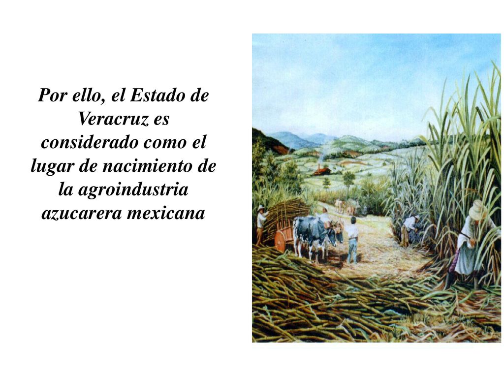 Por ello, el Estado de Veracruz es considerado como el lugar de nacimiento de la agroindustria azucarera mexicana