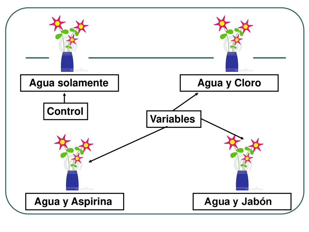 Agua solamente Agua y Cloro Control Variables Agua y Aspirina Agua y Jabón