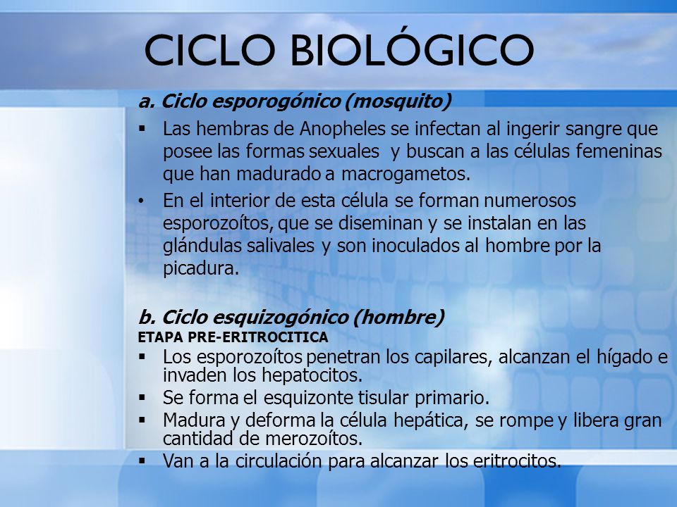 CICLO BIOLÓGICO a. Ciclo esporogónico (mosquito)