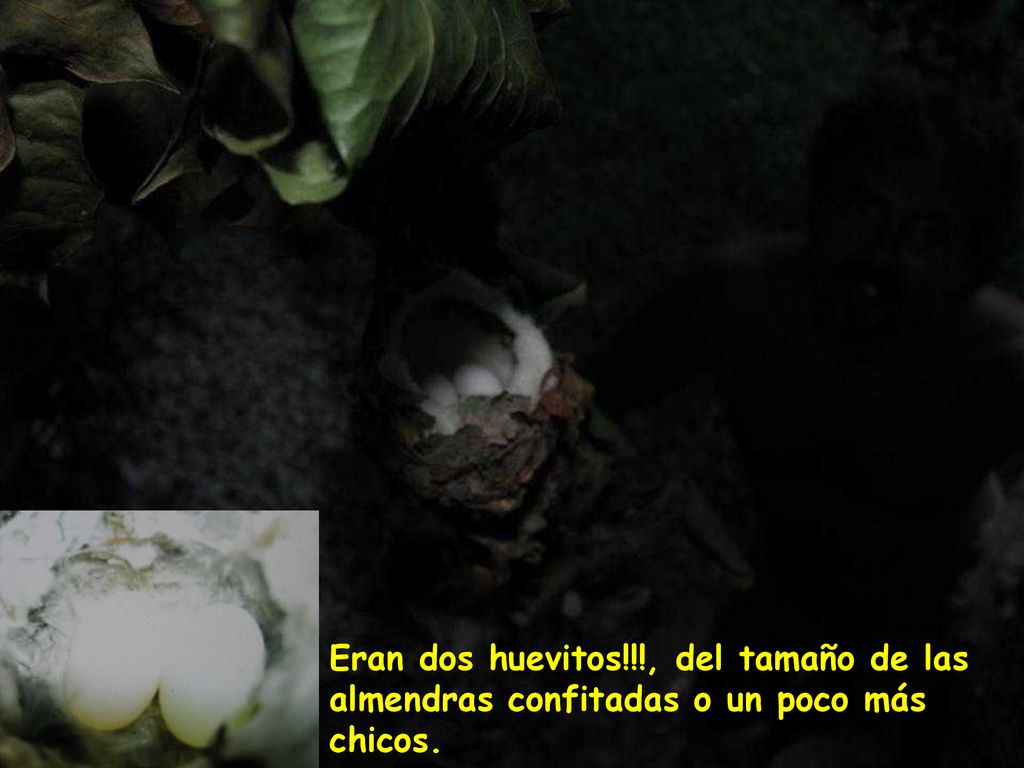 Eran dos huevitos!!!, del tamaño de las almendras confitadas o un poco más chicos.