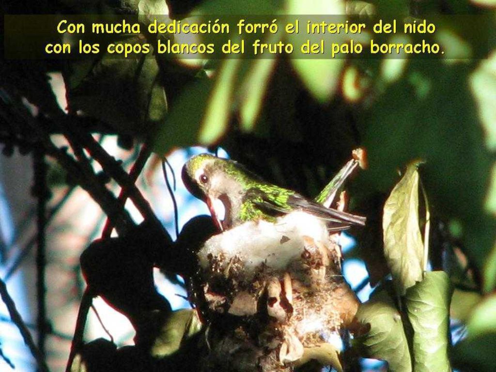 Con mucha dedicación forró el interior del nido