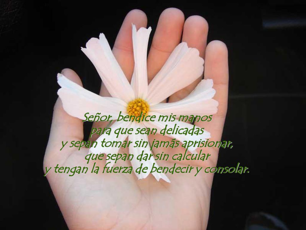Señor, bendice mis manos para que sean delicadas y sepan tomar sin jamás aprisionar, que sepan dar sin calcular y tengan la fuerza de bendecir y consolar.