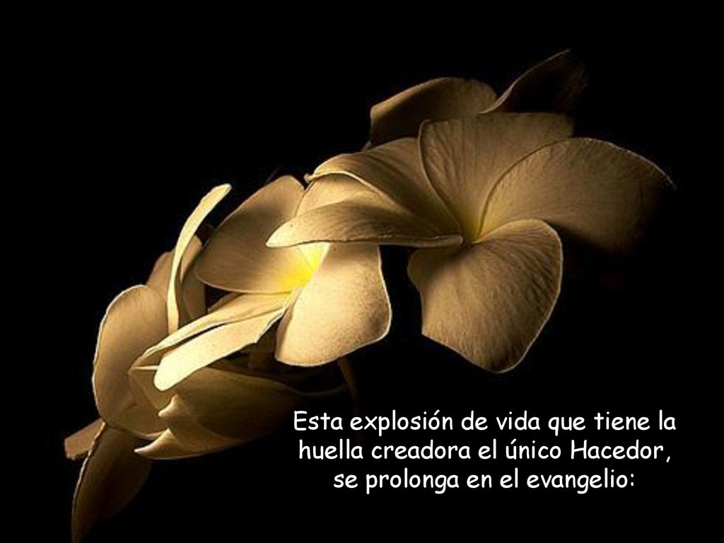 Esta explosión de vida que tiene la huella creadora el único Hacedor, se prolonga en el evangelio: