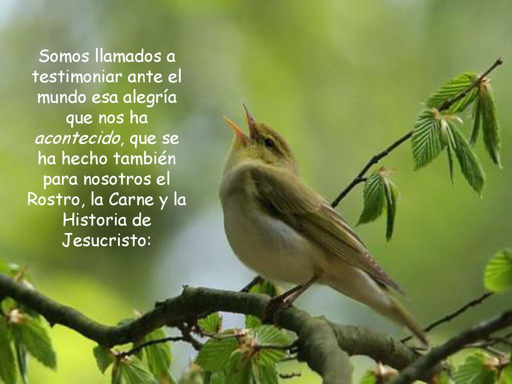 Somos llamados a testimoniar ante el mundo esa alegría que nos ha acontecido, que se ha hecho también para nosotros el Rostro, la Carne y la Historia de Jesucristo: