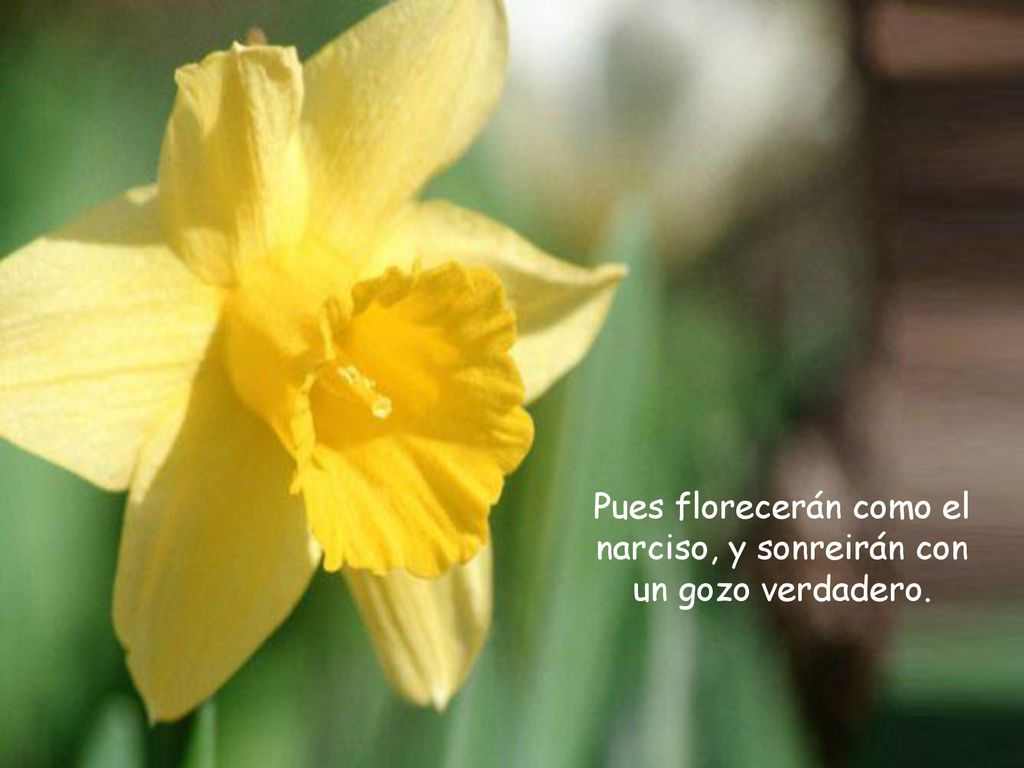Pues florecerán como el narciso, y sonreirán con un gozo verdadero.