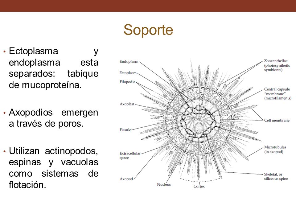 Soporte Ectoplasma y endoplasma esta separados: tabique de mucoproteína. Axopodios emergen a través de poros.