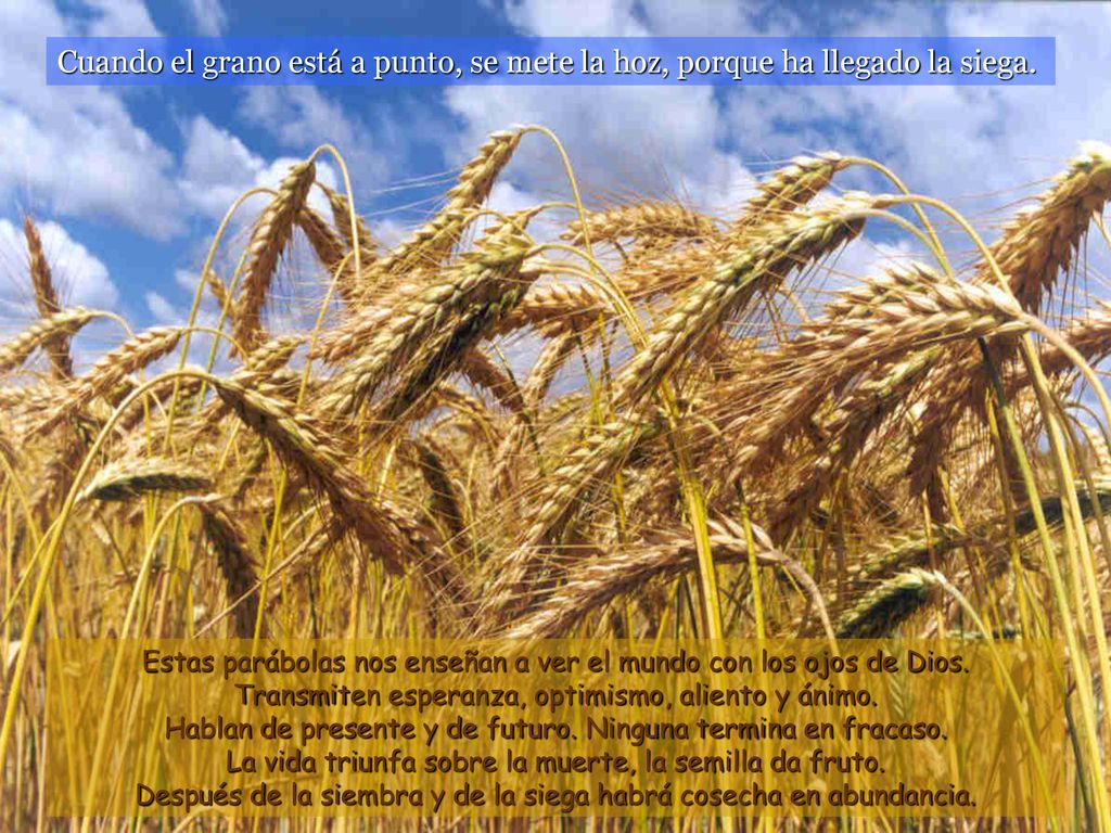 Cuando el grano está a punto, se mete la hoz, porque ha llegado la siega.