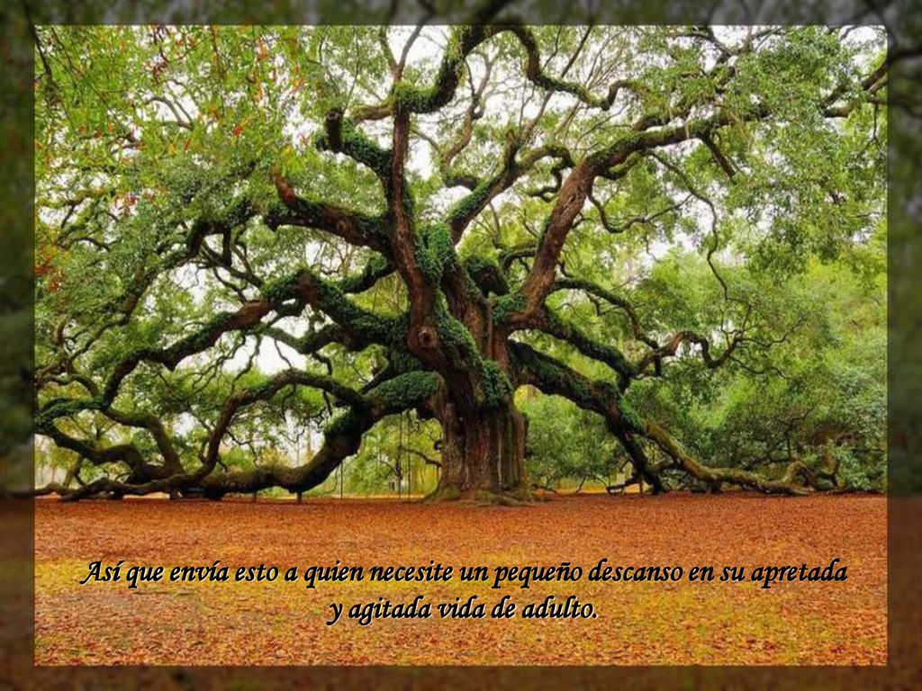 Así que envía esto a quien necesite un pequeño descanso en su apretada y agitada vida de adulto.
