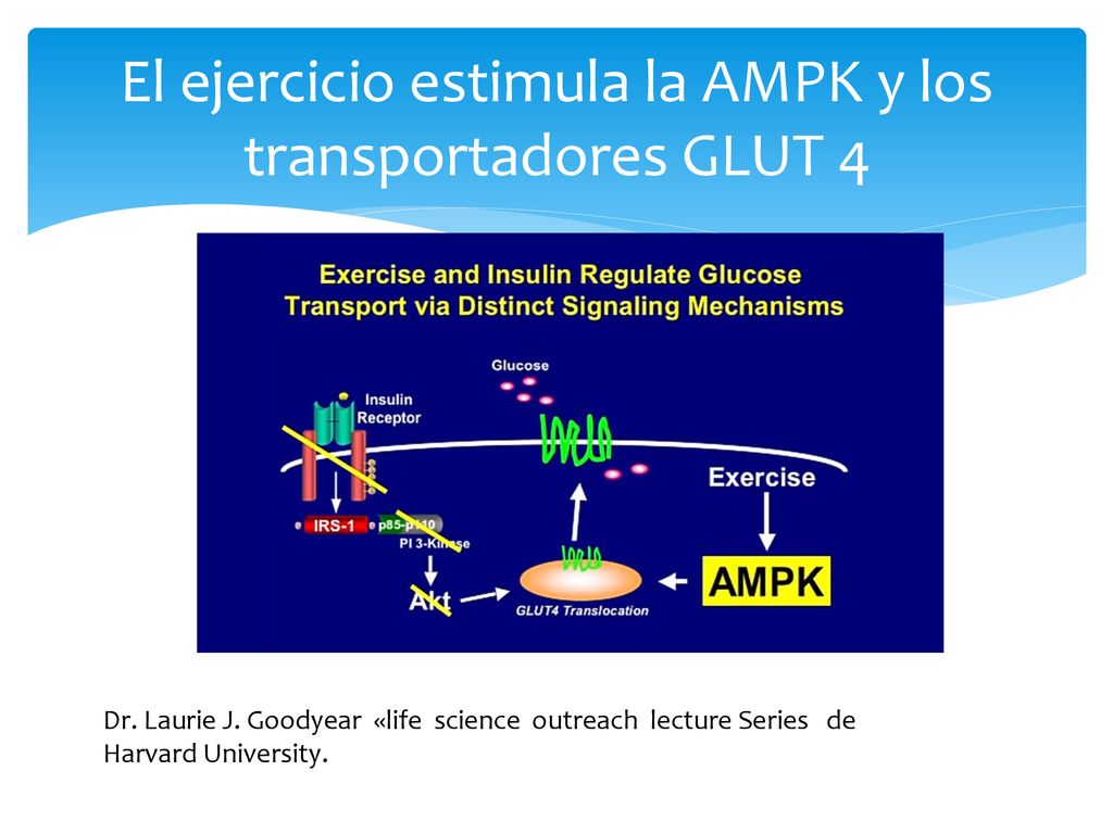 El ejercicio estimula la AMPK y los transportadores GLUT 4
