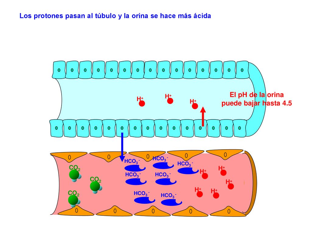 El pH de la orina puede bajar hasta 4.5