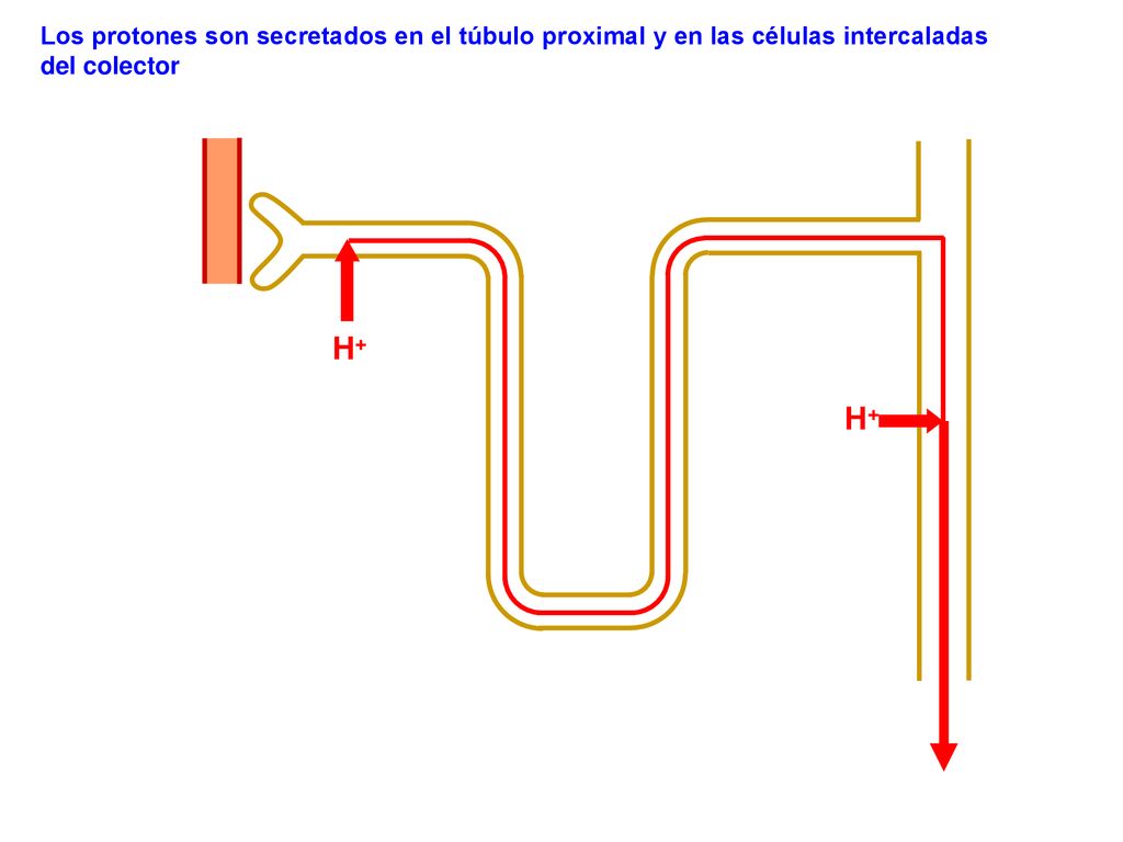 Los protones son secretados en el túbulo proximal y en las células intercaladas del colector