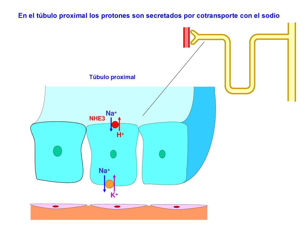 En el túbulo proximal los protones son secretados por cotransporte con el sodio