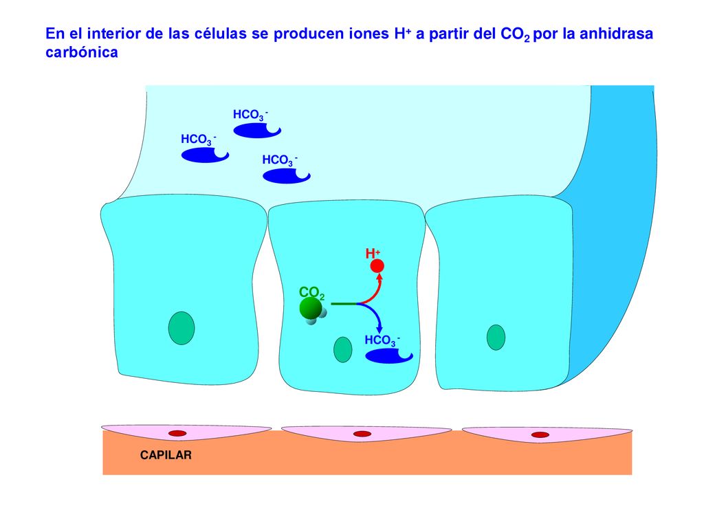 En el interior de las células se producen iones H+ a partir del CO2 por la anhidrasa carbónica
