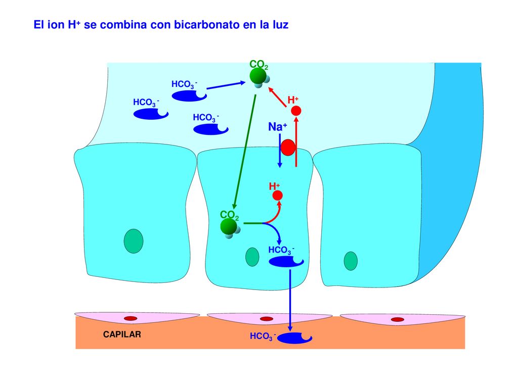 El ion H+ se combina con bicarbonato en la luz