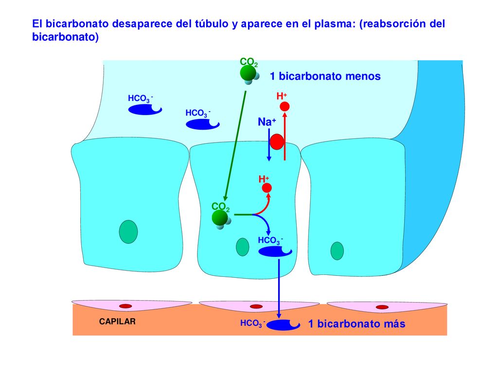 El bicarbonato desaparece del túbulo y aparece en el plasma: (reabsorción del bicarbonato)