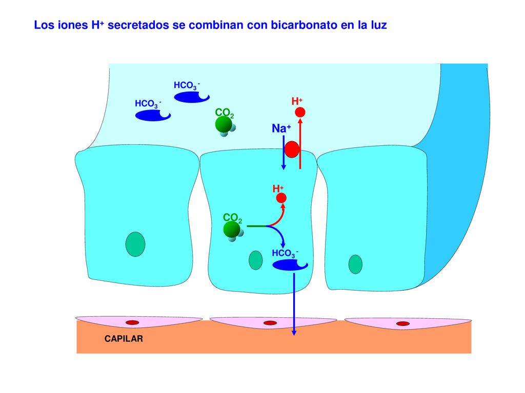 Los iones H+ secretados se combinan con bicarbonato en la luz