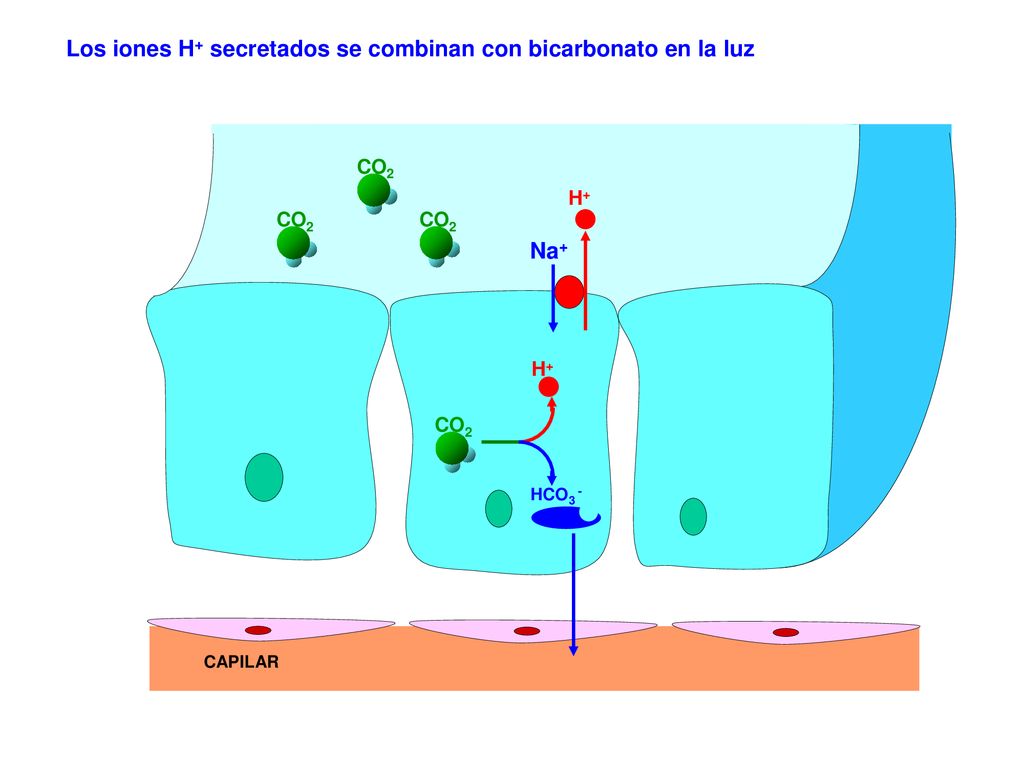 Los iones H+ secretados se combinan con bicarbonato en la luz