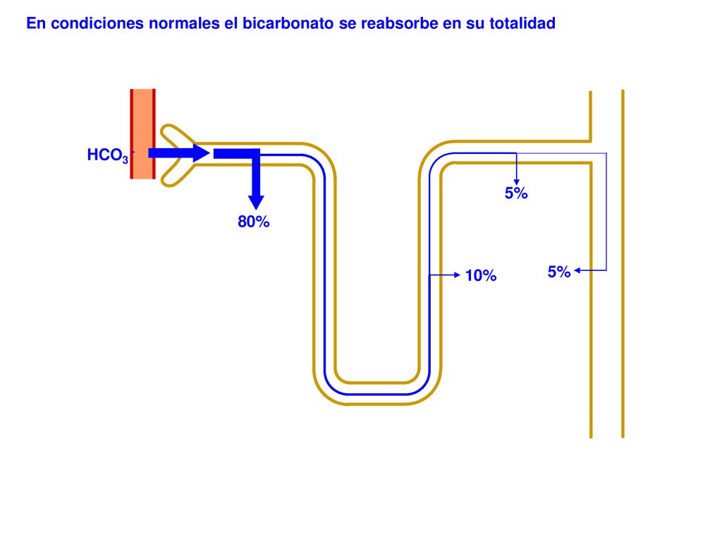 En condiciones normales el bicarbonato se reabsorbe en su totalidad