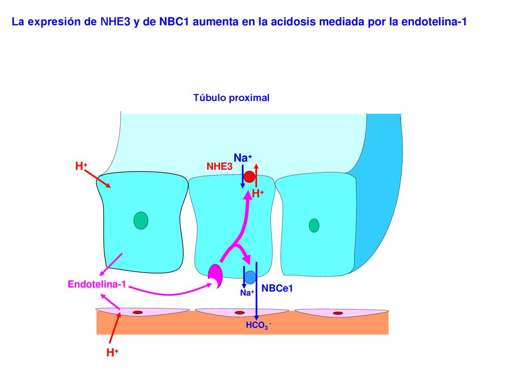 La expresión de NHE3 y de NBC1 aumenta en la acidosis mediada por la endotelina-1